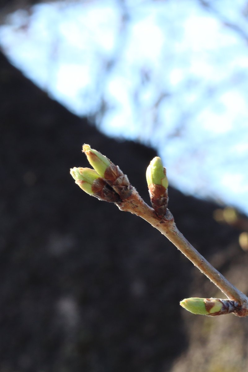 イノウエ タイジ tweet media