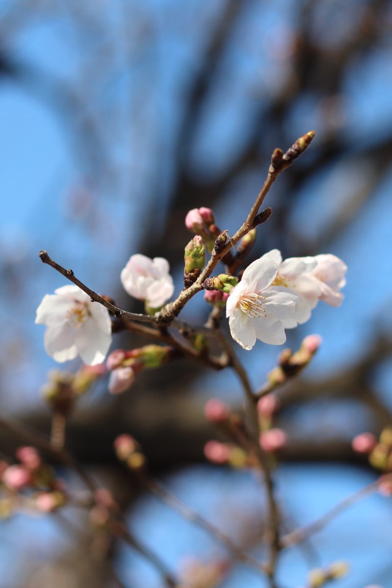 イノウエ タイジ tweet media