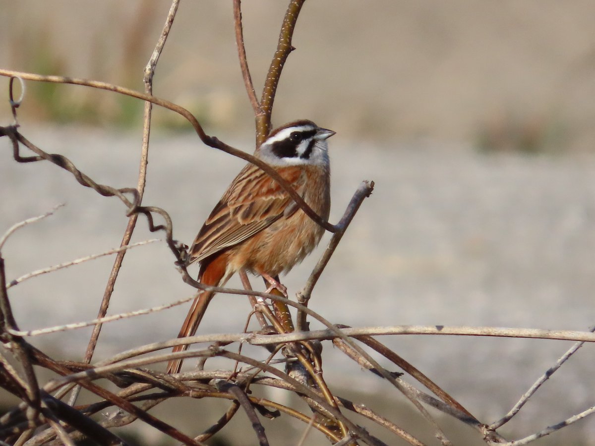 yudzurap tweet media