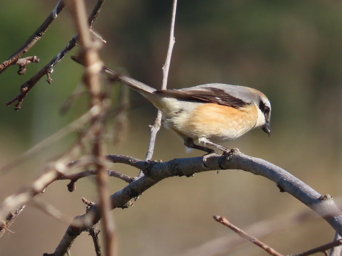 yudzurap tweet media