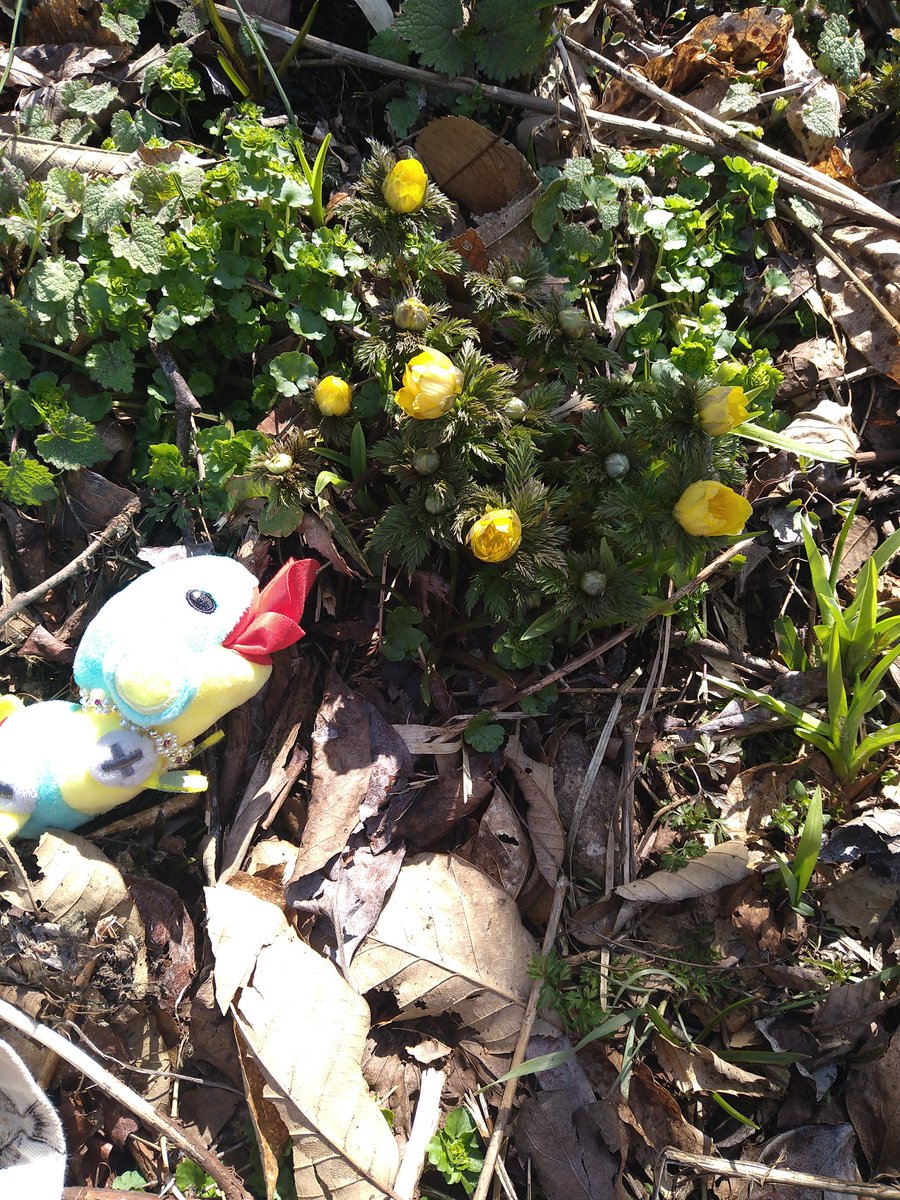 にうぎう@ tweet media