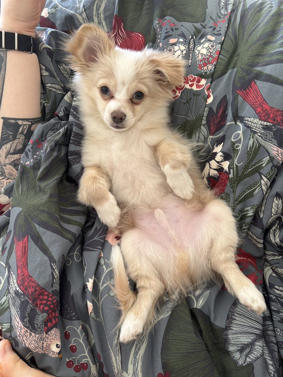 Оленёнок бимбо tweet media