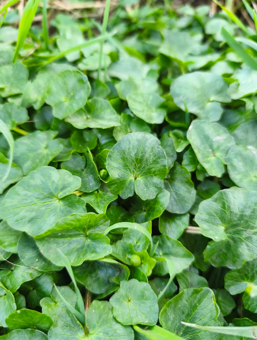 Wildschytz tweet media