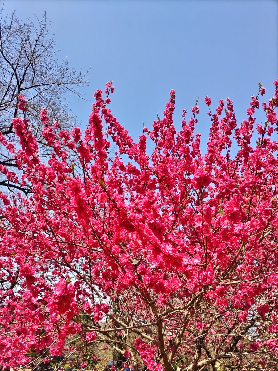 ガジュ tweet media