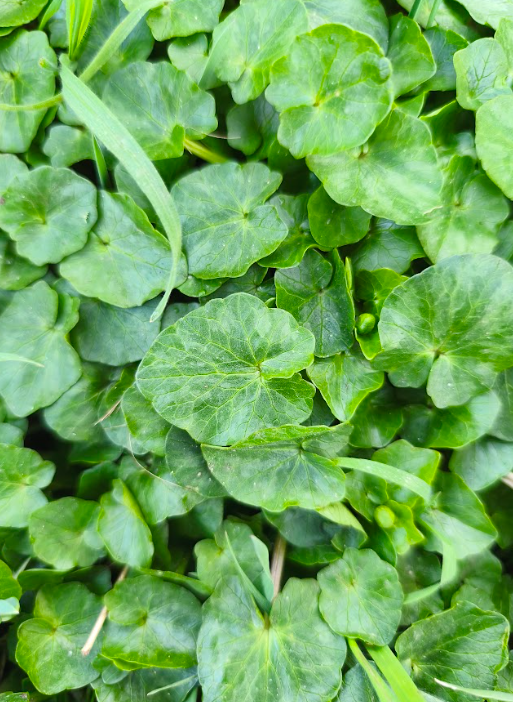 Wildschytz tweet media