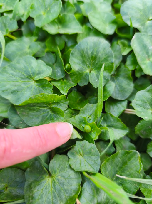 Wildschytz tweet media