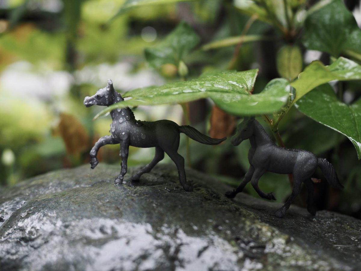 カメラ専門店 マップカメラ【公式】 tweet media