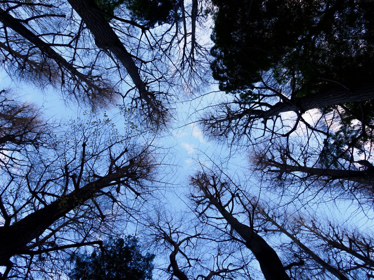 カメラ専門店 マップカメラ【公式】 tweet media