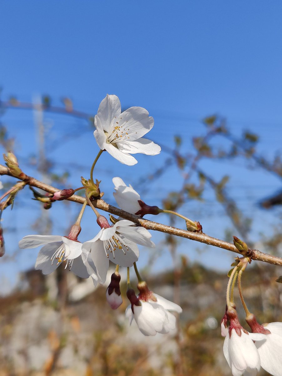 ravichan tweet media