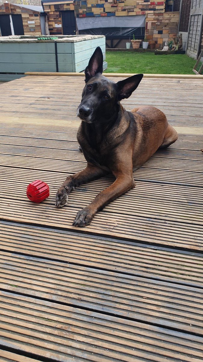 🐕Malinois Radek 🐕🐦🇬🇧🇺🇲🇧🇪 tweet media