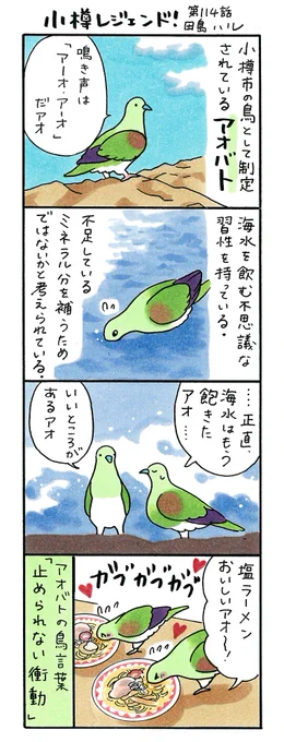 漫画 #小樽レジェンド !114話
「小樽市の鳥・アオバト 編」 
