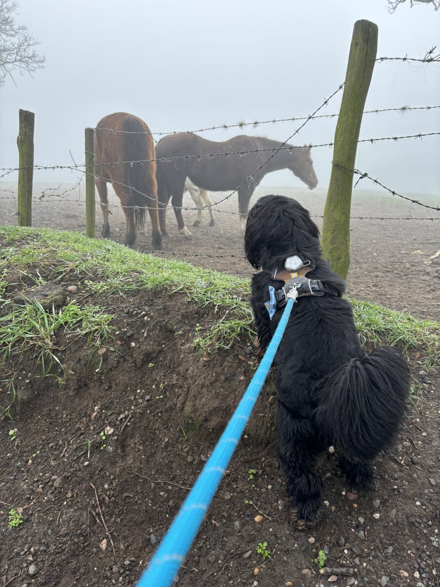 Arthur 🐶🐾 tweet media