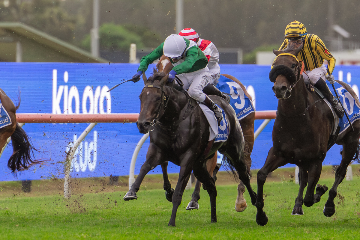 Arrowfield Stud tweet media