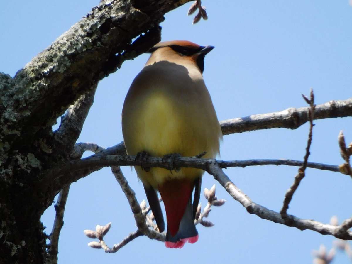 yudzurap tweet media