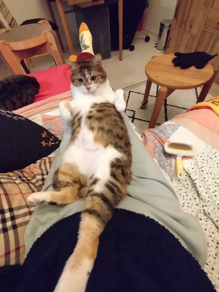kai__tsuki's tweet photo. つっきー3段活用 https://t.co/RZLQYDF30I