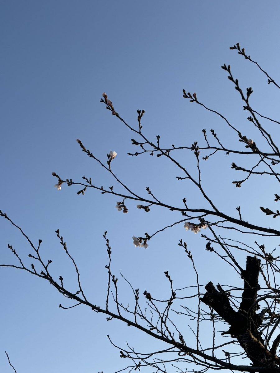 masatesla's tweet image. 名城公園の桜、咲き始め！
テスラで寄ってみたら、こんな景色🌸
まだつぼみ多めだけど、春が近い😆

#テスラ #Model3 #名城公園 #桜 #名古屋城