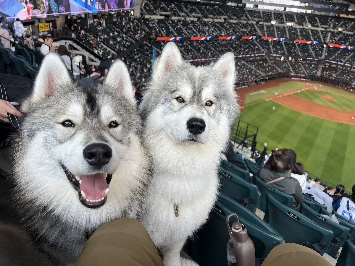 しらすとほたて🦖 tweet media