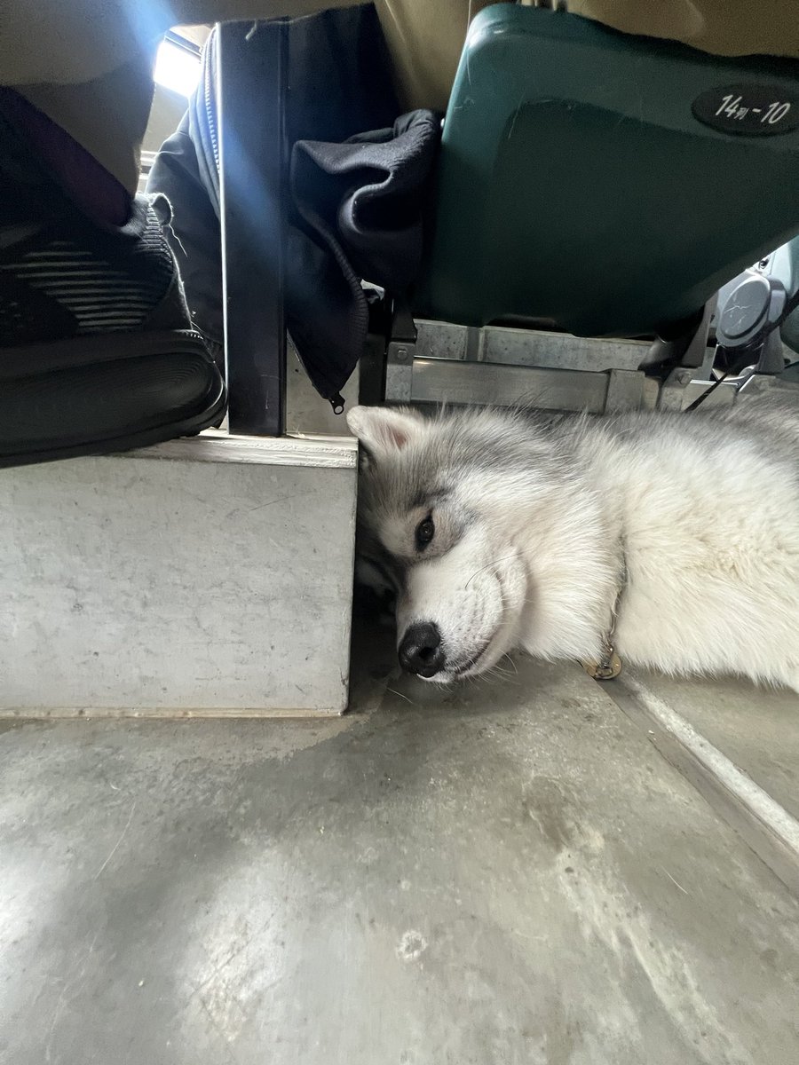 しらすとほたて🦖 tweet media