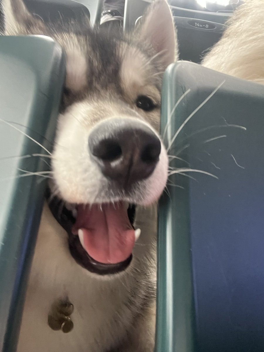 しらすとほたて🦖 tweet media