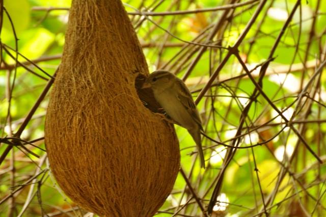 prernabindra's tweet image. Provide the #birds with a watering hole, a bath, and some food to go as well. In my home (sorely missed!)their #sanctuary in #Gurgaon. You could do  #sauna: fine, soft dust &amp;amp; watch them flock. (we also had provided for their lodging). What we got in return was so much more💚 &amp;amp;