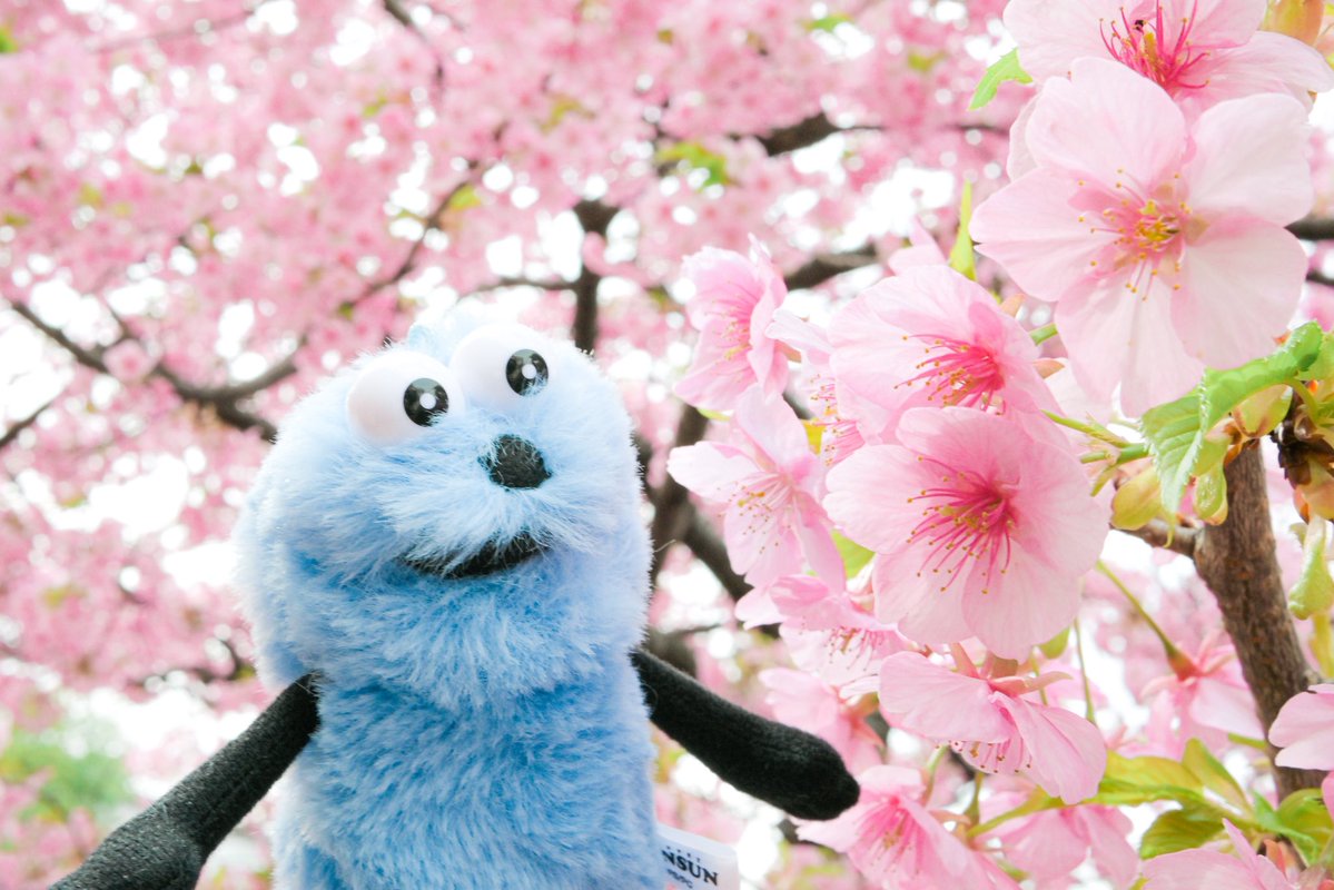 こむぎ🍞 tweet media