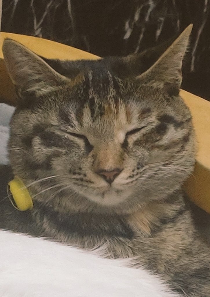 おみそ tweet media