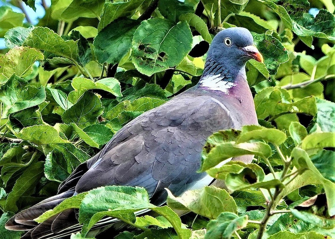 El Hombre Invisible tweet media