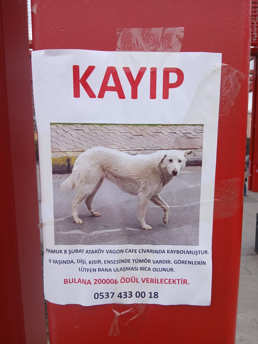 Sema Özçelik tweet media