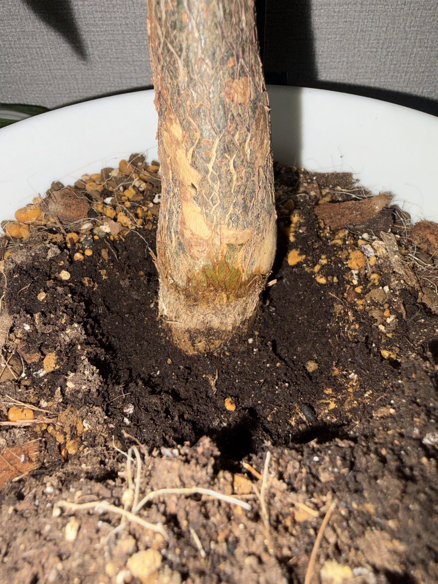 FUKUIKUplants's tweet photo. これ植え替え前ね https://t.co/DLn6aU8Mxb