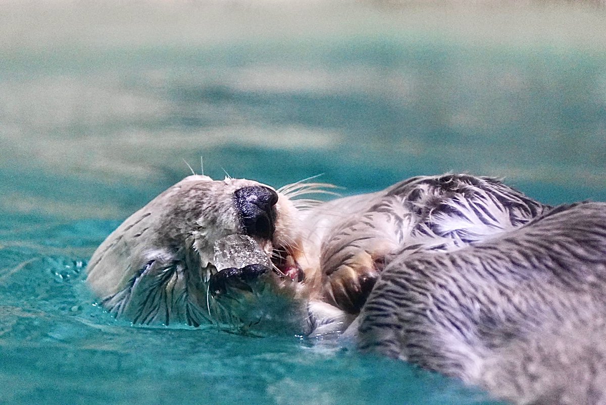 Masuda〜水族館巡り〜 tweet media