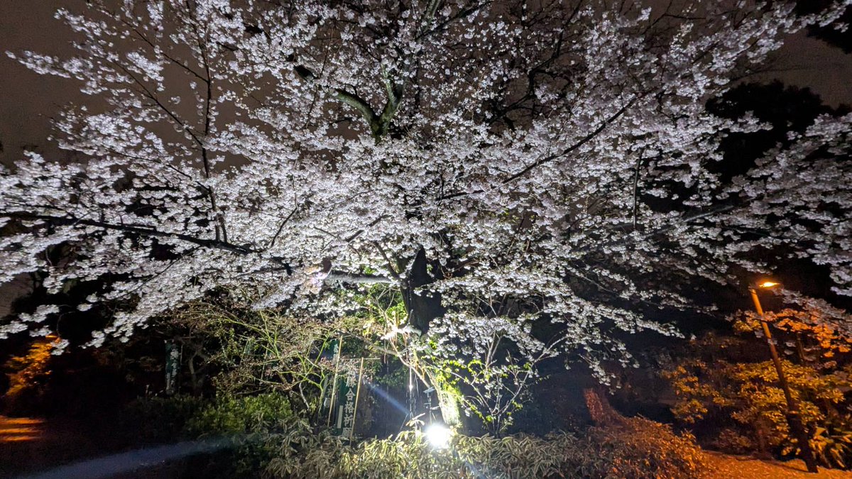 本日の夕刻より境内のソメイヨシノのライトアップを開始いたします
