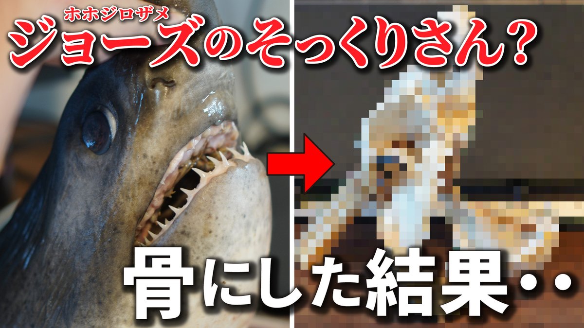 動画更新】 ネズミザメの頭骨標本を作製したので、その様子をYouTubeに