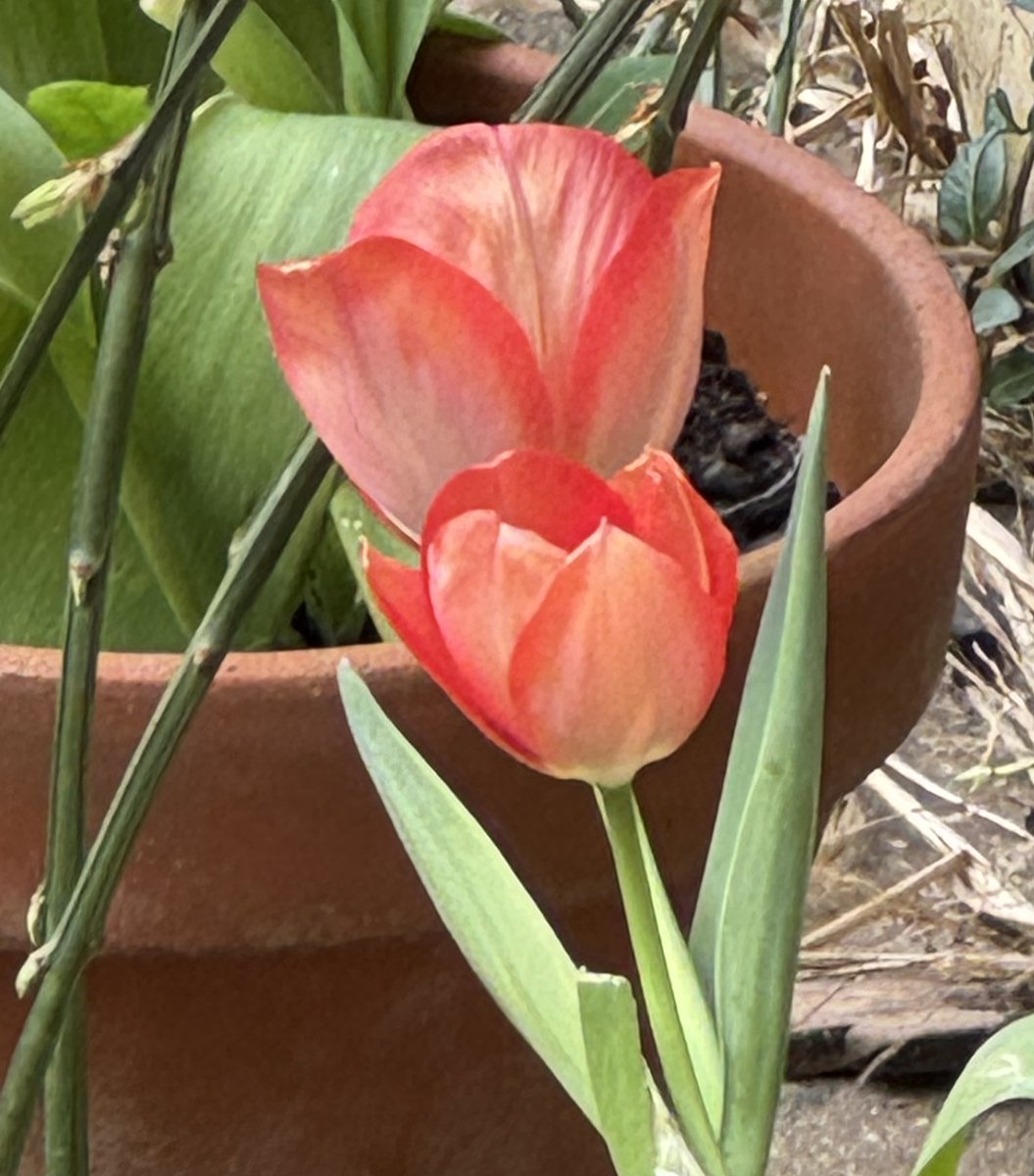 Norma Spark tweet media