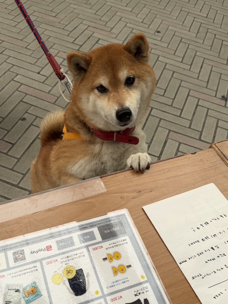 大橋ちっぽけ tweet media