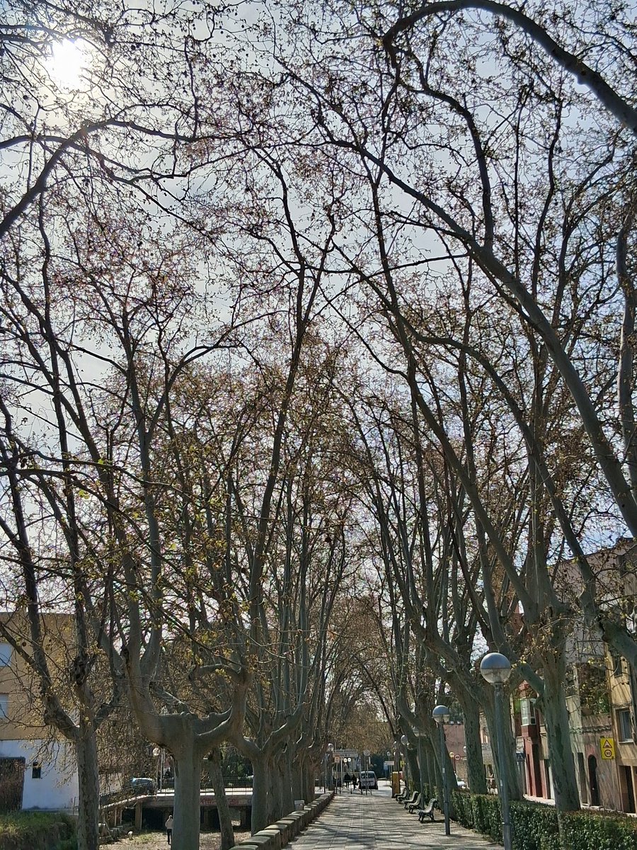 Aforismo Conaforo tweet media