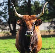 Juan Picos tweet media