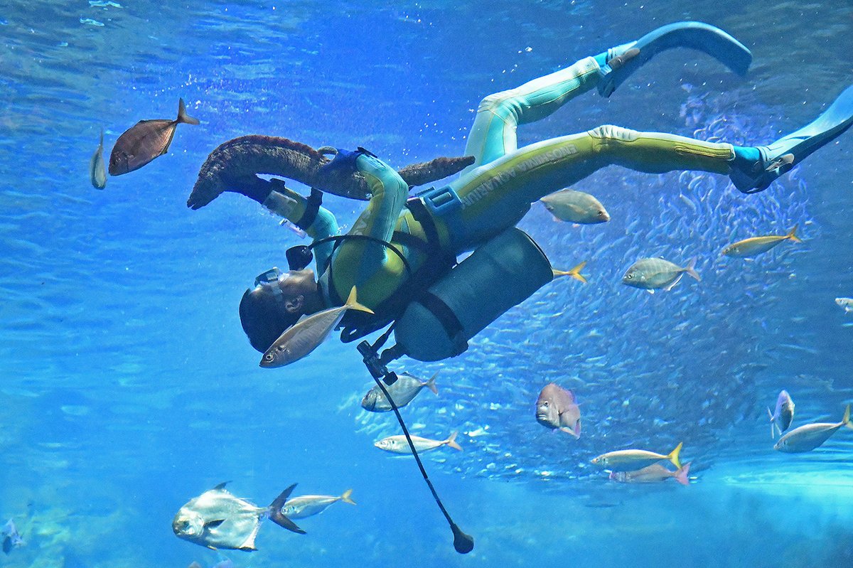 新江ノ島水族館 tweet media