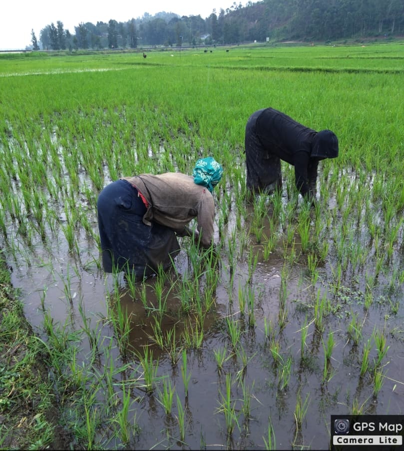 Crops Doctor tweet media