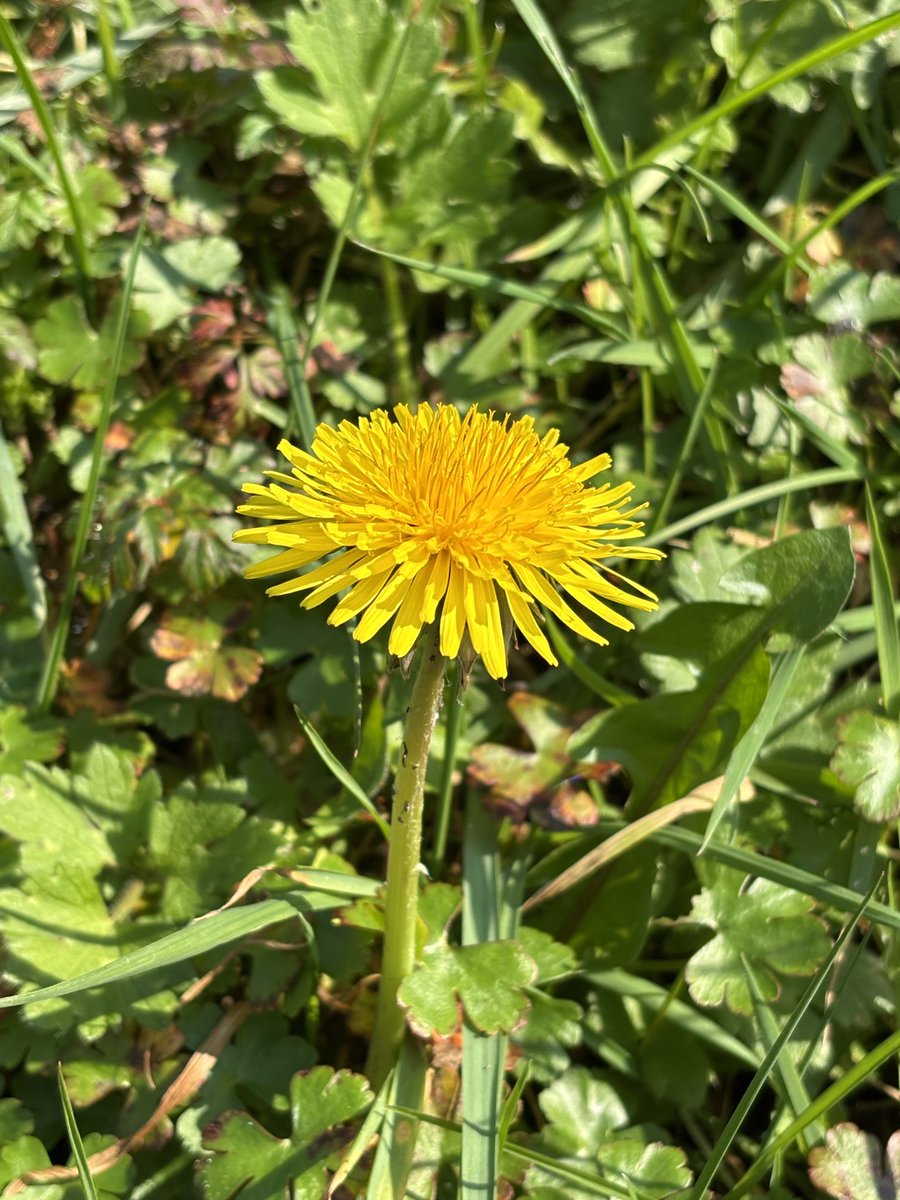 Róisín Phelan 🌿🍄🌲 tweet media