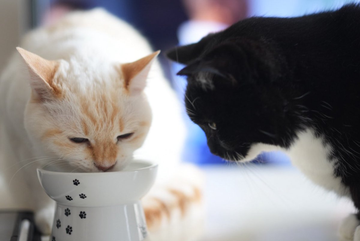 4匹の楽しいおうち tweet media