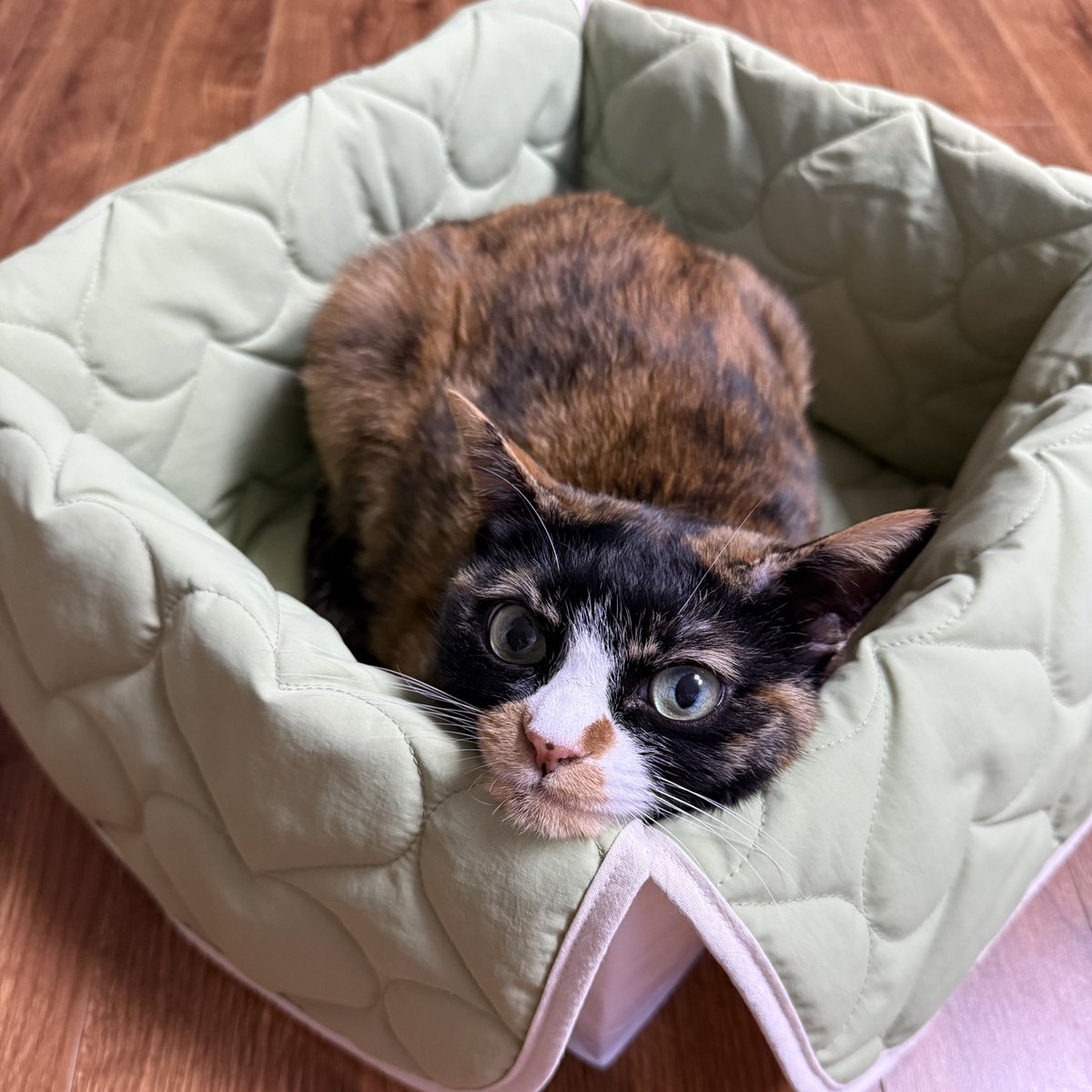 청량겨울몬💎 tweet media