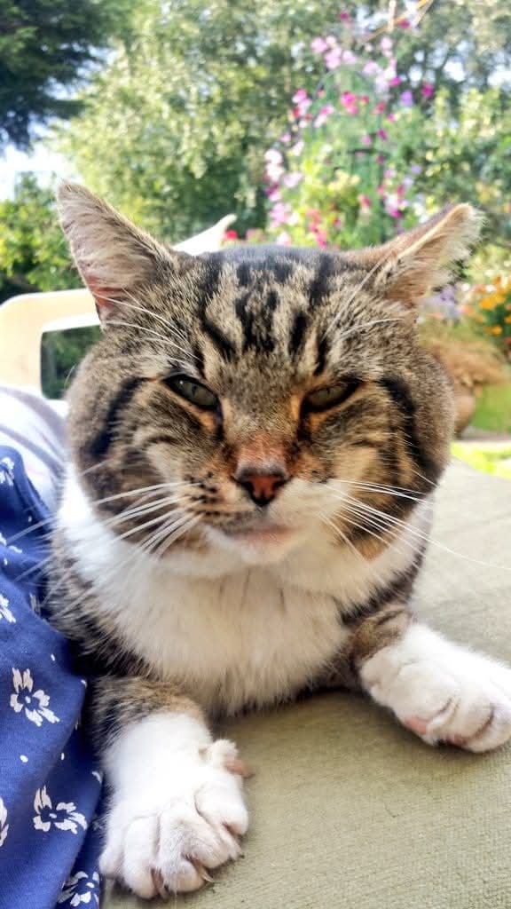 Missing Pets GB tweet media