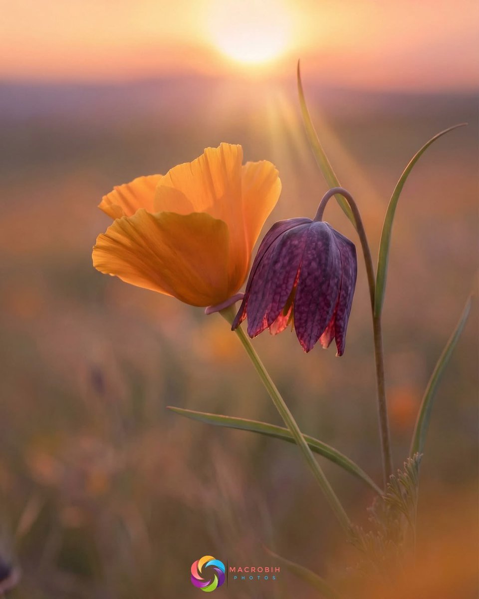 Loeka02's tweet photo. @a7329461 ─❀✧ ☀️ ✧❀ ─
"Thank you, dear Nara! Your nightly blessing is the gentle light that warms my morning.❀ May the quiet joy of your dreams now bloom into a day of endless hope and beauty.✧
Wishing you a day as inspiring as the heart you share!♡"
#MorningGrace #SharedLight🕊️ https://t.co/8cBbk7IttF