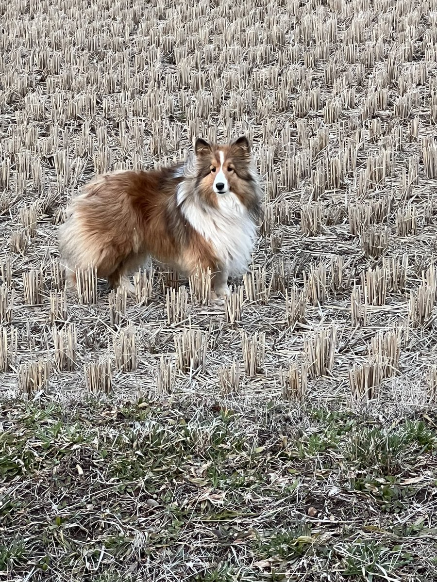 【拡散希望】
今日の夕方、酒田市松山地区で迷い犬がいました。
車停めてる分には逃げなかったですか降りようとしたら逃げてしまいました。。。

松山周辺で犬が居なくなってしまってる方居ないですかね？？
田んぼの農道辺りをさまよっていました！🐕 ͗

#酒田市 #拡散希望 #迷い犬