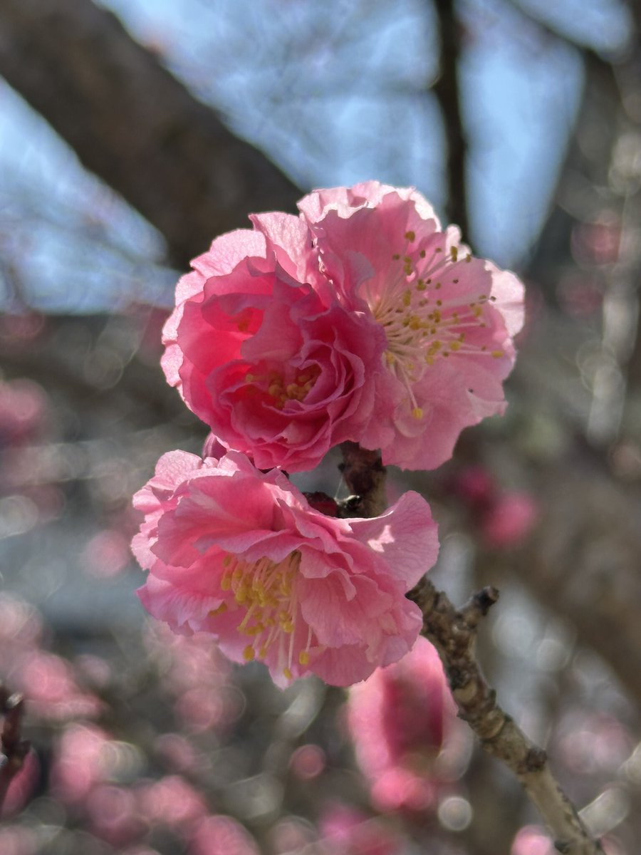 🔥datsu🔥 戦争反対❗️ tweet media