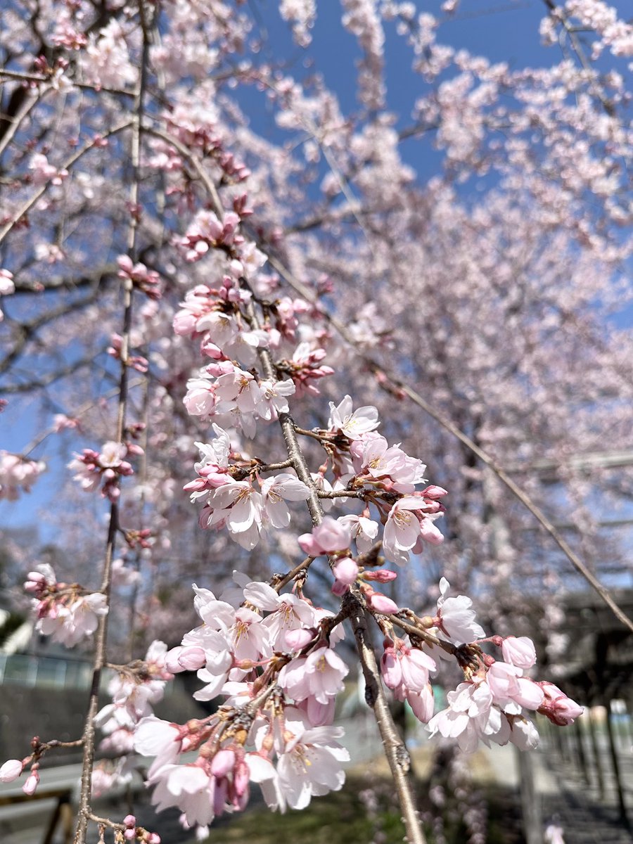 🔥datsu🔥 戦争反対❗️ tweet media