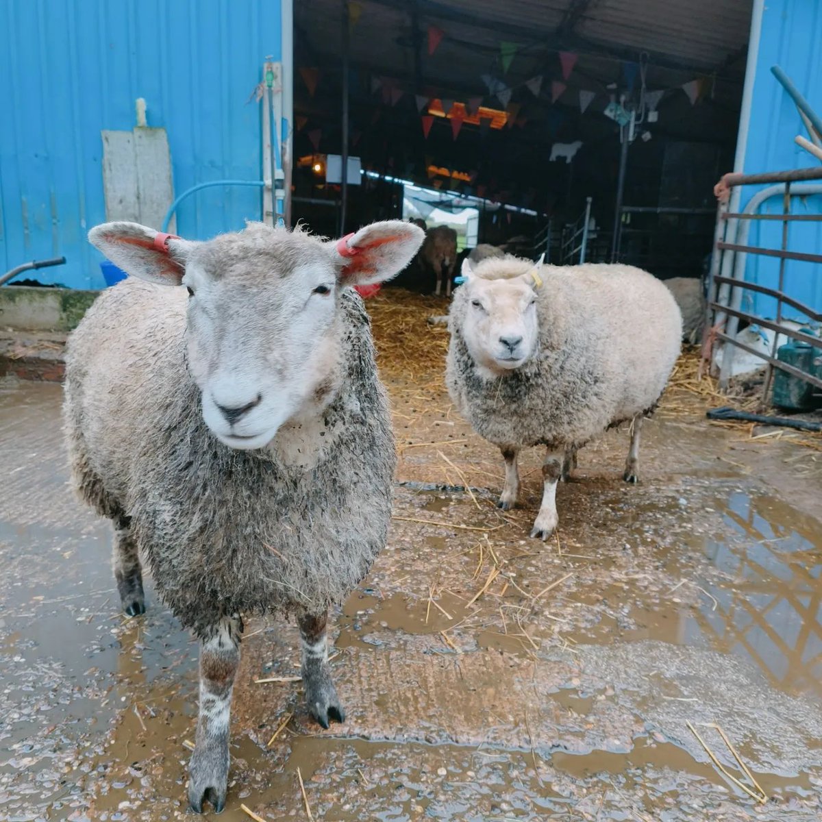 fars_sanctuary's tweet photo. Napping & hanging out with friends β what Saturdays are for, as much for sanctuary animals as for us humans... π€πͺπ€ππ
#WilmaPig
#HoneySheep
#RubySheep
#JustLikeUs
#VeganSanctuary
#VeganForThem
#VeganForTheAnimals https://t.co/zL2DkMpRkk