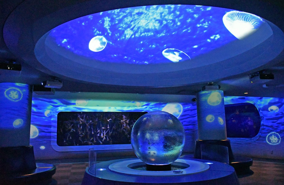 新江ノ島水族館 tweet media