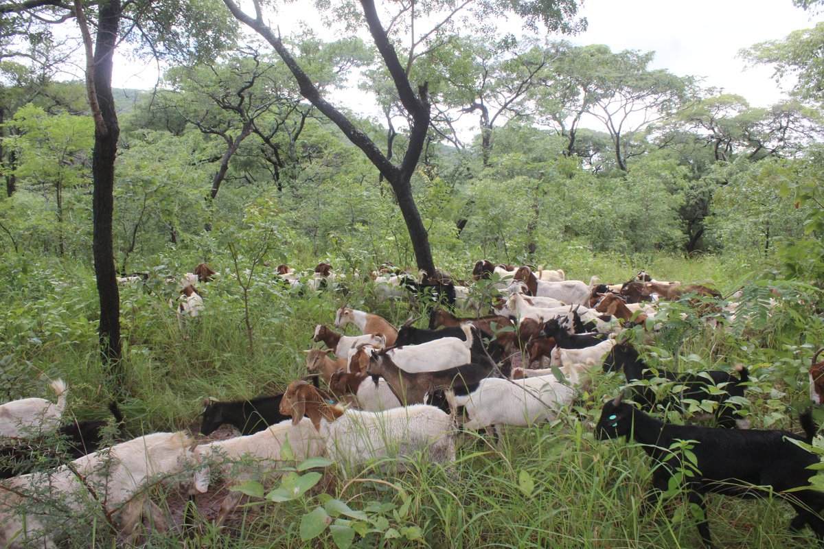 A goat climbs not because the mountain is easy, but because its spirit refuses to stay on flat ground!