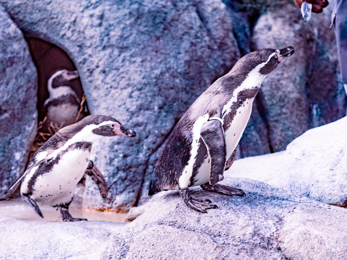 るるなっく tweet media